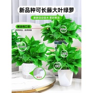 Removal Formaldehyde Green Dill Potted Plant Indoor Air Purification Flower Green Dill New House Hou