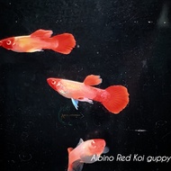 Albino Red Koi Guppy Premium Grade Pure Strain Guppy Freshwater Decorative Aquarium Tank Fish Ikan G