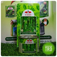 New Pack/Tin 50g JUMBO GREEN F1 Biji Benih Timun Batang Besar Cap Panah Merah Hybrid Cucumber Seeds East West Seed Thai.