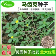 Hot-selling Instant Shipping Amaranth Seeds Farm Seeds Four Seasons Spring Summer Autumn Winter Vege