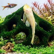 IKAN HIAS BRUSHMOUTH ALBINO ANCISTRUS ALGAETER ALGAE EATER SAPU-SAPU