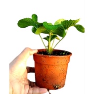 Anak pokok strawberry mencir tanah rendah
