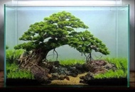 pohon bonsai doyong aquascape aquarium siap pasang size 20x15cm