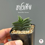 ม้าสามเหลี่ยม ฮาโวเทีย Haworthia Viscosa ไม้อวบน้ำ กุหลาบหิน cactus&amp;succulentหลากหลายสายพันธุ์