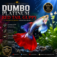 ❤️🤍 Dumbo Platinum Red Tail Guppy – Premium Fancy Guppy Fish 🤍❤️