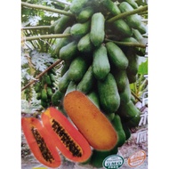 Biji Benih Buah Betik Sekaki 1ft Papaya Seeds Dwarf Seed Fruit 8pcs