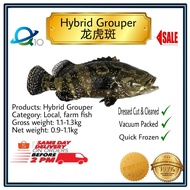 Hybrid Grouper/Ikan Kerapu/龙虎斑鱼, Size-XL
