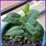 § ∆ indoor plant seeds 1PCS Bay Leaf Seeds Laurel Plant Bayleaf Tree Seeds V0WX