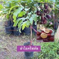 ต้นลำไยคริสตัล ลำไยคริสตัล สีม่วงผลไม้เศรษฐกิจ ต้นพันธุ์เเท้ (รับประกันสินค้า ส่งใหม่ฟรี หากสินค้าเส