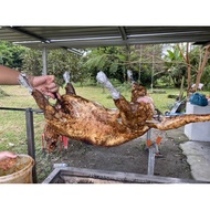 kambing golek aqiqah daging kambing-KGH Farm