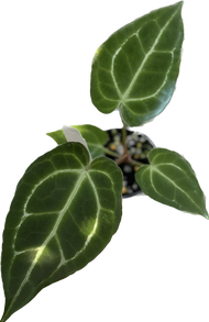 Anthurium magnificum x crystallinum  / หน้าวัวไฮบริด