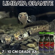 Limbata Granite Pelet Limbata 50 Gram Untuk Ikan Limbata