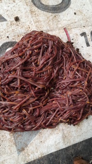 cacing lumbricus hidup 1kg/ CACING TANAH/ CACING HIDUP/ CACING BASAH