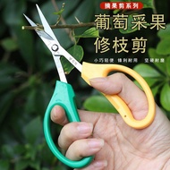 ⚡Taiwan Shipment⚡New Style Grape Dedicated Stainless Steel Head-up Gardening Floral Scissors Vegetab