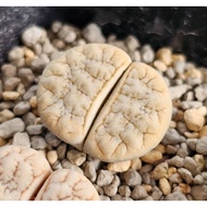 Lithops Gracilidelineata C189A/C374A/C373A/C261A 优选荒玉拿铁latte succulent plant
