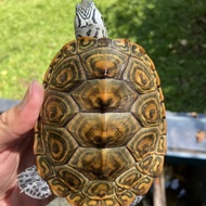 Diamondback Terrapin Concentric Female 10cm DBT