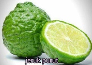 JERUK PURUT BESAR