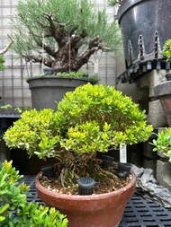 小品盆栽・雀舌黃楊