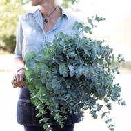 Eucalyptus Silver Water Drop Gonny Eucalyptus Small Leaf Eucalyptus Heart-Shaped Leaf Eucalyptus Pla