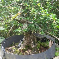 hokiantea pohon bonsai bahan hokianti jumbo