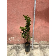 POKOK LIMAU KASTURI (CALAMANSI)