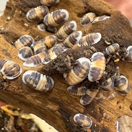 Cubaris Isopods 8 Pieces