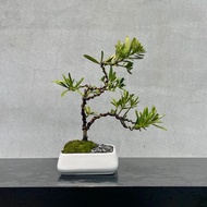 小品盆栽-晶鑽羅漢松 盆景 送禮