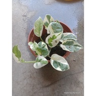 Pothos Njoy  rm29 sahaja