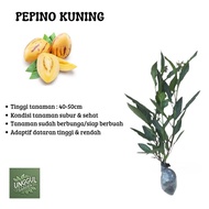 Bibit Tanaman Buah Pepino Kuning Pepino Melon GARANSI BUAH KUNING
