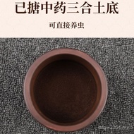 Cricket Cricket Beetle Cricket Cricket Cricket Cricket Cricket Ningyang Black Screaming Cricket Oil 