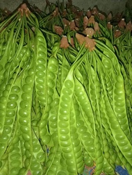 PETE SEGAR SUPERAN ISI 100 PAPAN/PETE TUA MURAH/PETE/PETAI/PETE SEGAR PILIHAN/PETE TUA/PETE MURAH/PE