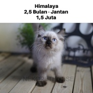 Himalaya Kitten Jantan Anak Kucing