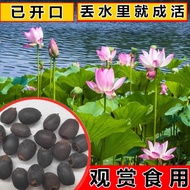 Lotus Seed Aquatic Plant Ornamental Open Lotus Seed Pond Lotus Root Seed High Germination Rate