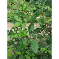 1 kg of guava leaves