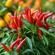 Hot chili (labuyo) seeds 10pcs