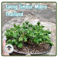 Bahan Bonsai Saeng Simbur Mikro Thailand Bunga Ungu