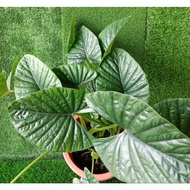 (TAMAN SARI LANDSCAPE) ALOCASIA LUKIWAN (real plant)