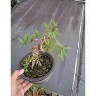 bonsai beringin ficus california prokar