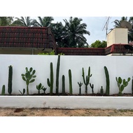 Cactus Opuntia 🌵 Beli 1 FREE 1