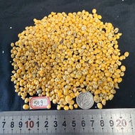 หอยสังข์จิ๋วสีเหลืองหายาก 50g MINI JIN DOU สำหรับทำหัตถกรรมเปลือกหอย size:0.2-1cm