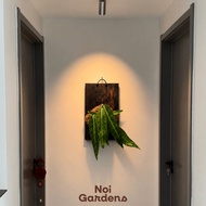 Mounted Queen Anthurium 火鹤后 – Exotic Epiphytic Wall Display Plant with Velvety Leaves