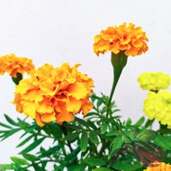 [Flower] Marigold by LS Group