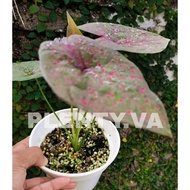 LEOPARD CALADIUM / KELADI RARE