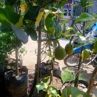 bibit tanaman buah nangka madu kondisi berbuah tinggi 1 meter up FFFF