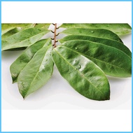 ✤ ✆  Guyabano Soursop Seeds 10seeds