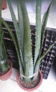 Aloe Vera 蘆薈