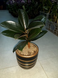 BIG SALE Ficus Rubber Black Prince (Big Size, Lush and Well-Stable)