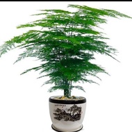 Home Decoration seed Artificial plant Green plants Roti Asparagus hidup dengan baik untuk menumbuhkan pohon kekayaan kal