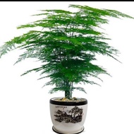 Home Decoration seed Artificial plant Green plants Roti Asparagus hidup dengan baik untuk menumbuhka