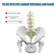 Male & Female Pelvis Model with Lumbar Vertebrae & Femur, Human Pelvic Sacrum Hip Bone Skeleton Mode